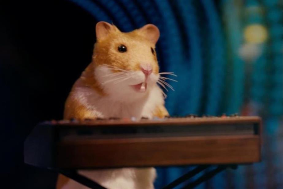 Hamster playing keyboards